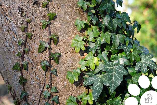 plantas venenosas para cachorros