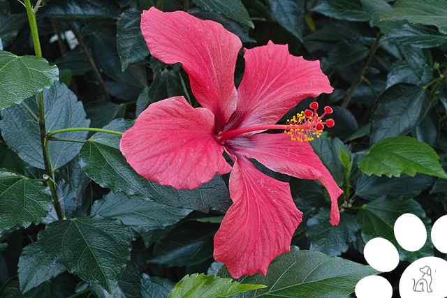 plantas venenosas para cachorros