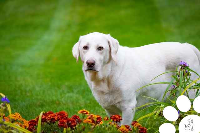 plantas venenosas para cachorros