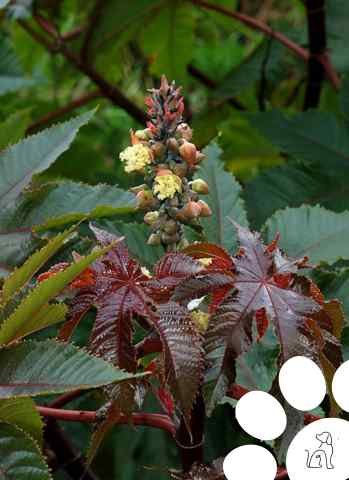 plantas venenosas para cachorros