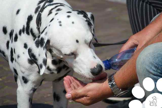 cuidar do cachorro no calor