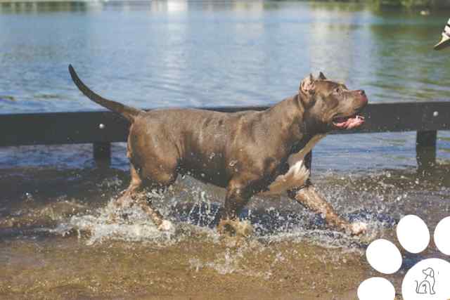 cuidar do cachorro no calor