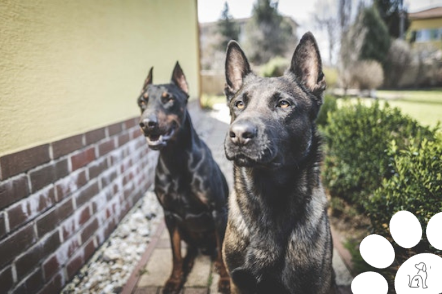 nomes fortes para cachorros masculinos