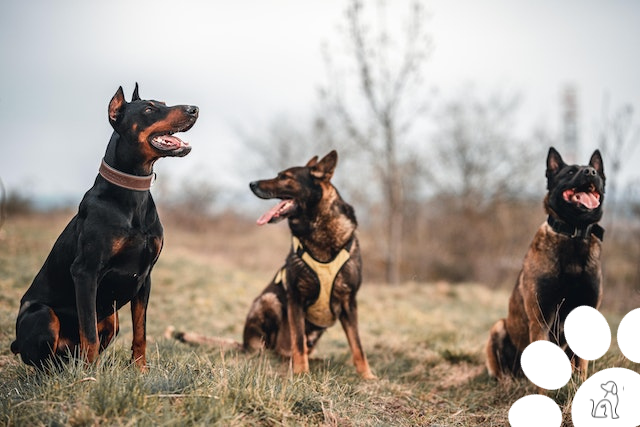 nomes fortes para cachorros masculinos