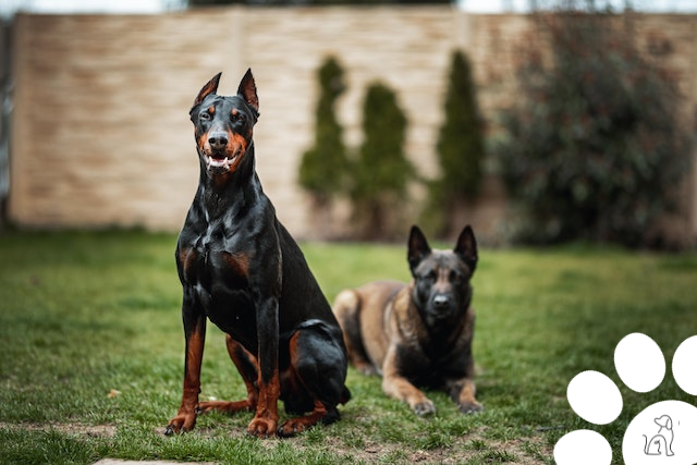 nomes fortes para cachorros masculinos