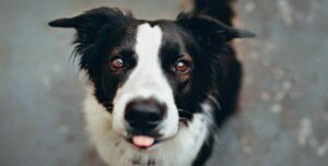 border collie