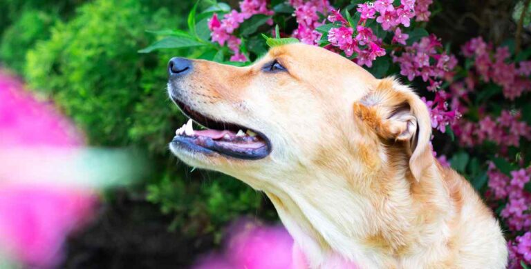 plantas venenosas para cachorros