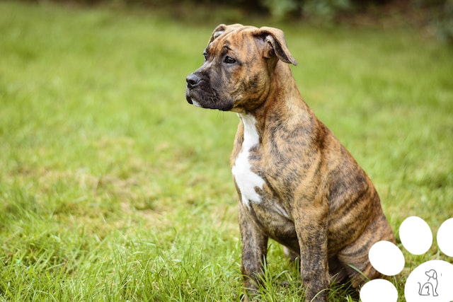 nomes fortes para cachorros masculinos