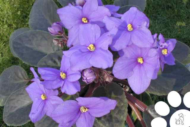 plantas venenosas para cachorros