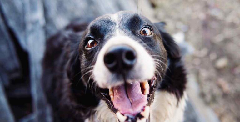 Cachorro feliz