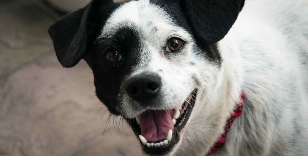 Limpeza dos olhos do cão