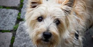 cairn terrier