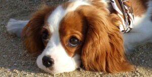 Cavalier King Charles Spaniel