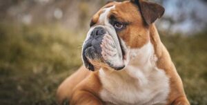 bulldog inglês