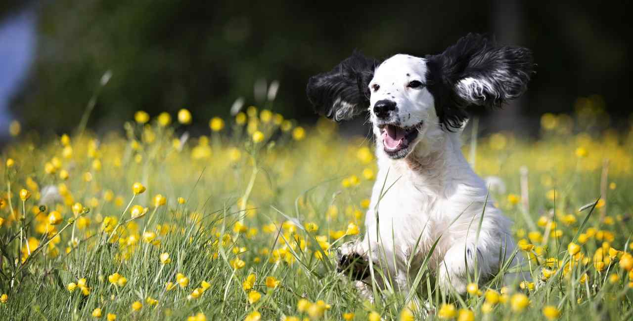 Qual o carinho que o cachorro mais gosta?