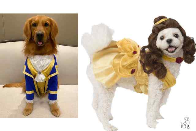 roupas de halloween para cachorro