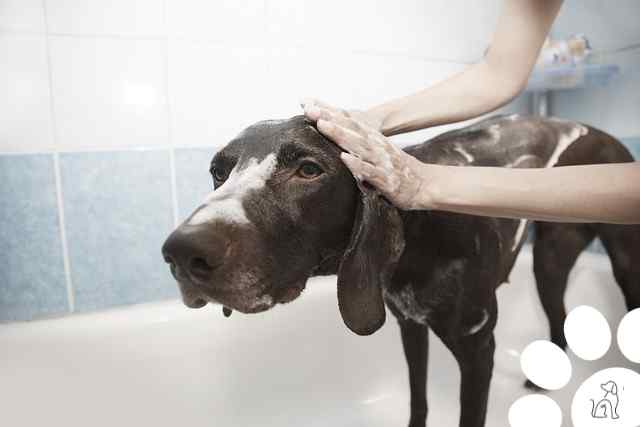 banho e tosa canina