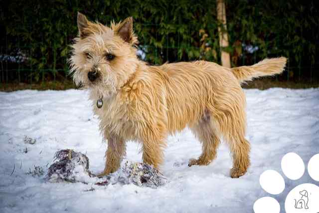 cairn terrier