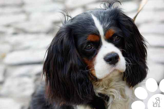 Cavalier King Charles Spaniel