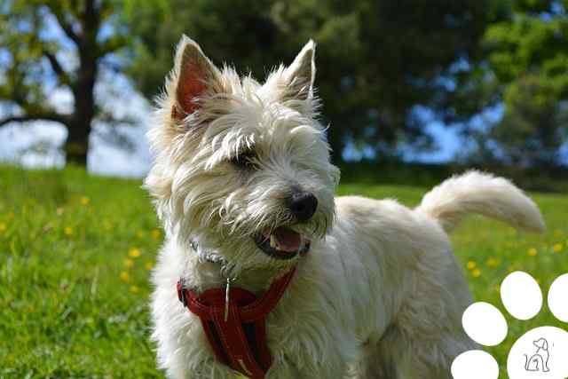 cairn terrier