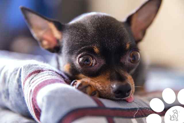 Limpeza dos olhos do cão