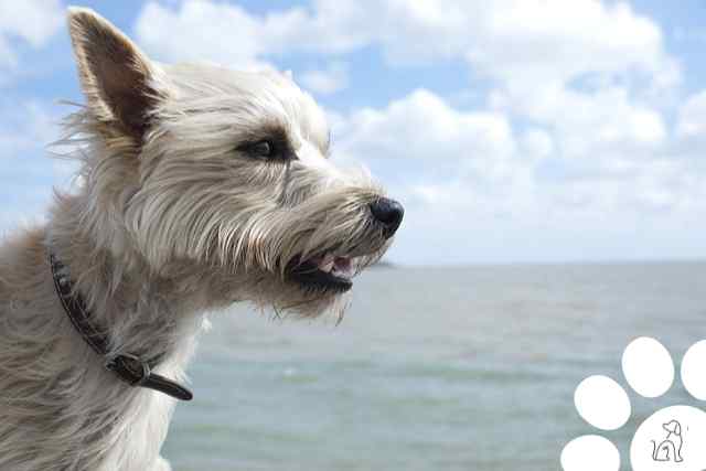 cairn terrier