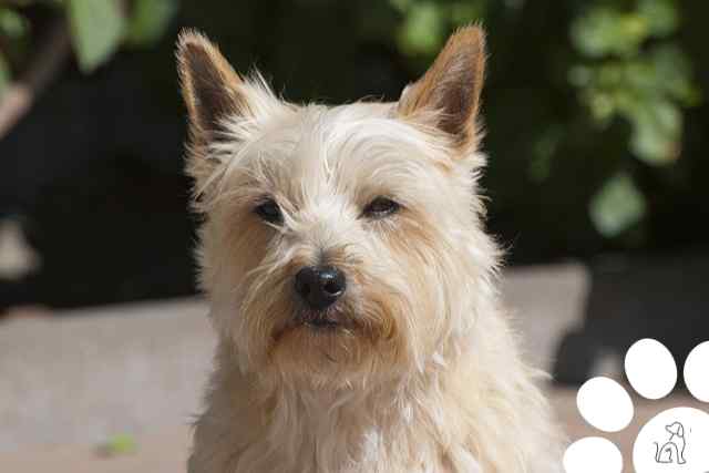 cairn terrier