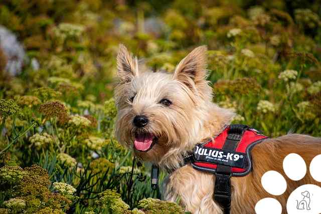 cairn terrier