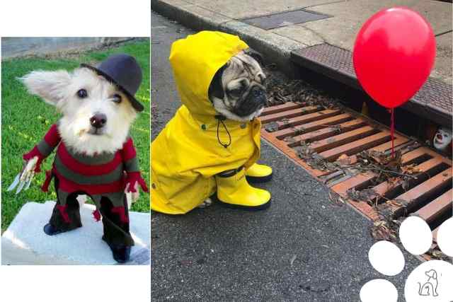 roupas de halloween para cachorro