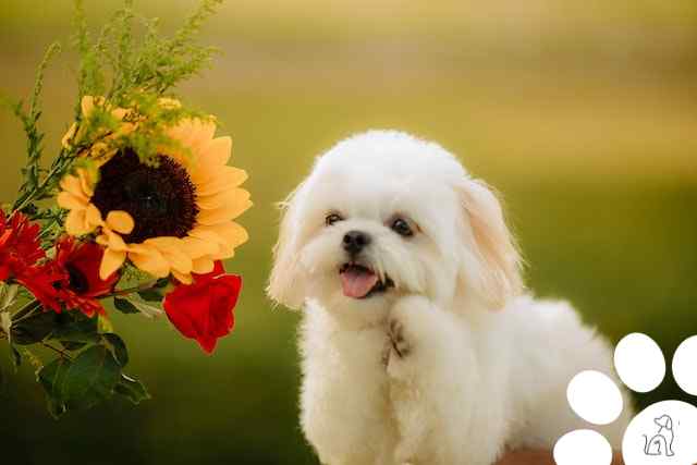 Cachorro é feliz