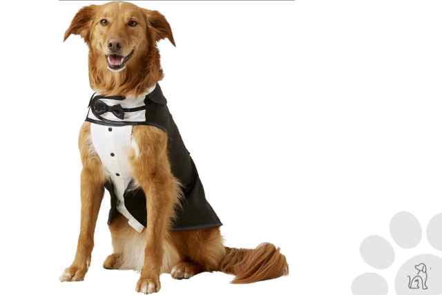 roupas de halloween para cachorro