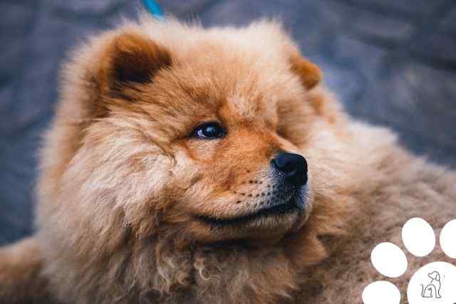 Chow Chow