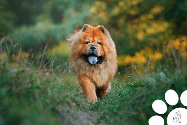 Chow Chow