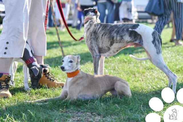 Cachorros mais caros do mundo