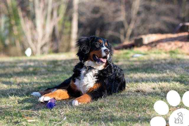 Bernese Mountain Dog