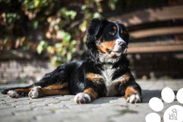 Bernese Mountain Dog