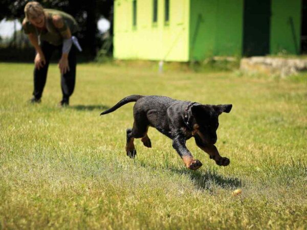 contratar um adestrador de cães