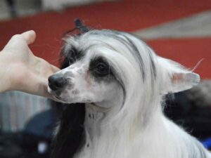 Cachorros mais caros do mundo