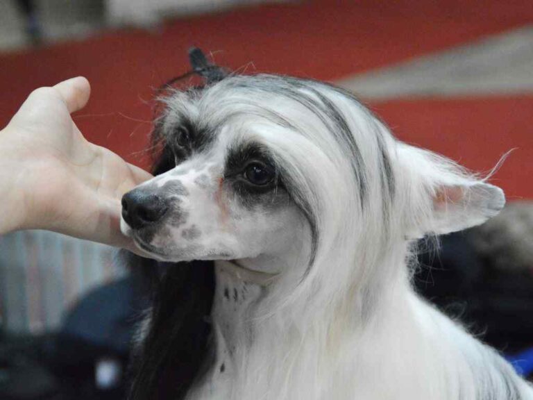 Cachorros mais caros do mundo
