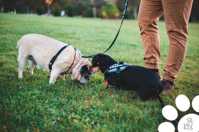 contratar um adestrador de cães