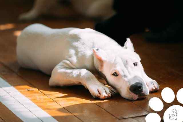 Cachorros mais caros do mundo