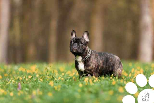 Cachorros mais caros do mundo