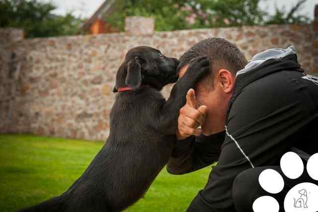 labrador retriever