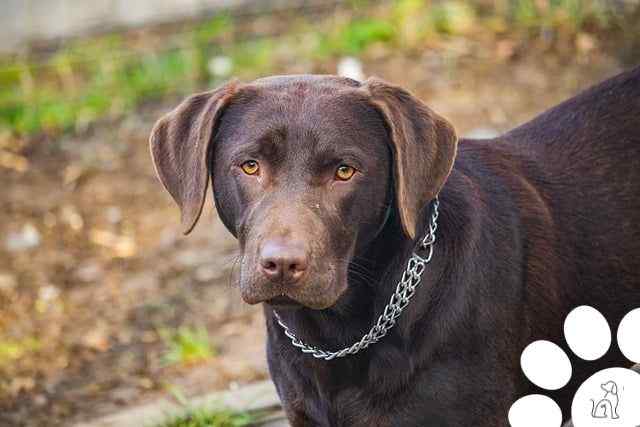 labrador retriever