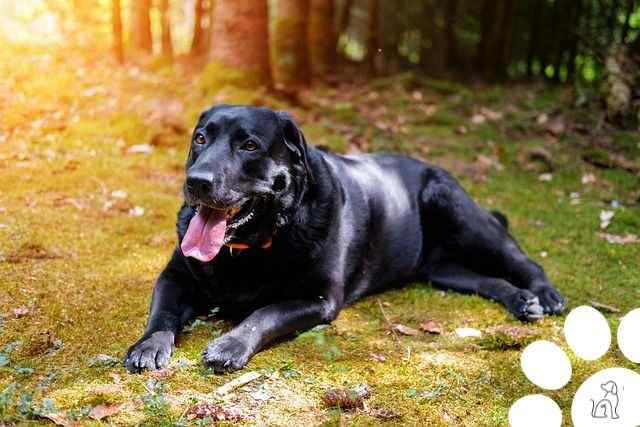 labrador retriever