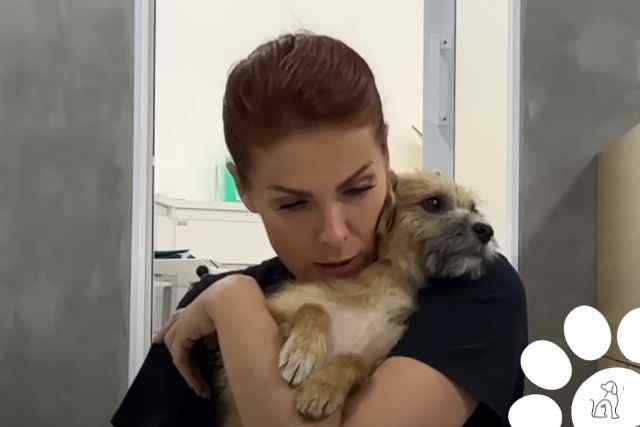 Cachorro resgatado por Ana Hickmann