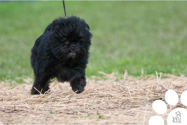 Affenpinscher