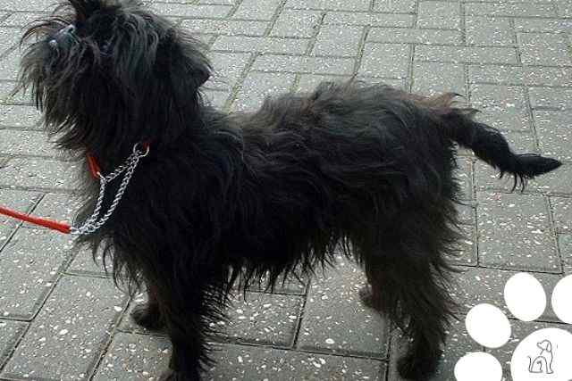 Affenpinscher