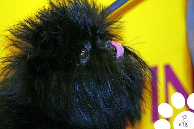 Affenpinscher