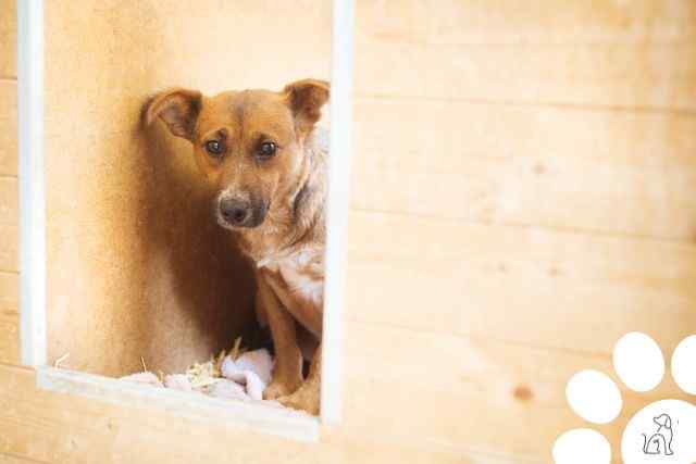 quando o cachorro tem depressão